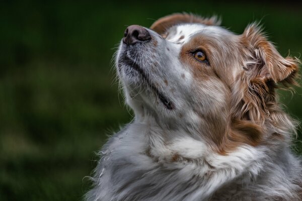 A very vivid portrait of a dog