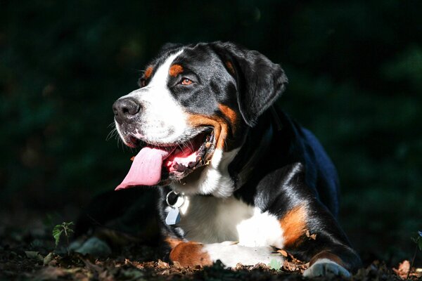 Grand sennenhund Suisse montre la langue