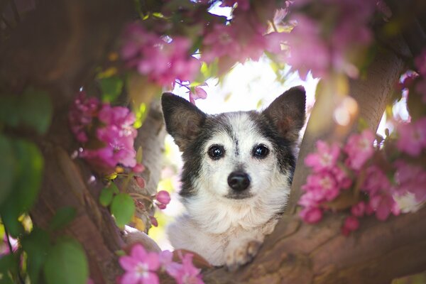 The dog s muzzle looks out from the flowers on the tree