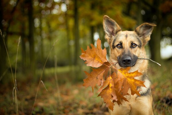 The look of a faithful dog in autumn