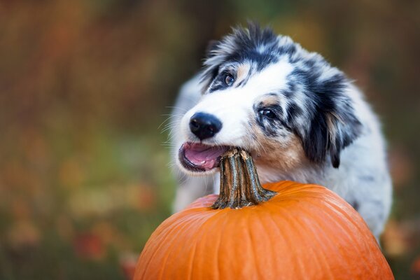 The dog is gnawing the tail of a pumpkin