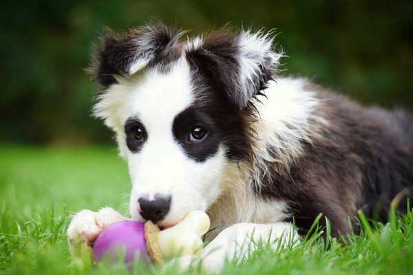 Border collie puppy with toy cute photo