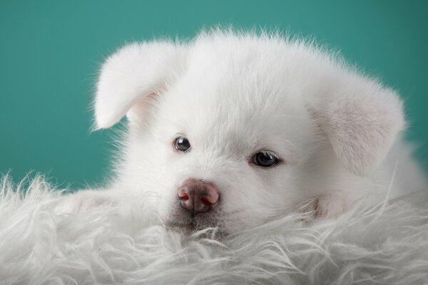 Cucciolo bianco sul plaid