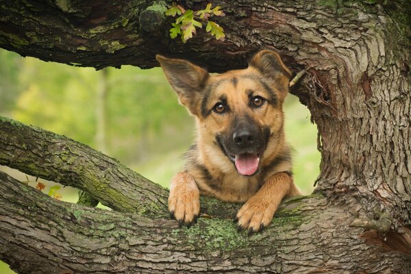 Friendly face on a branch