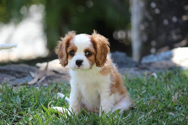 A puppy with sad eyes on the grass