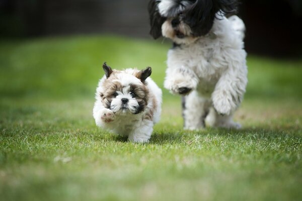 Courir sur l herbe verte chiots