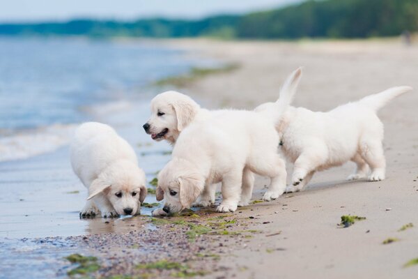 White puppies on a sandy beach