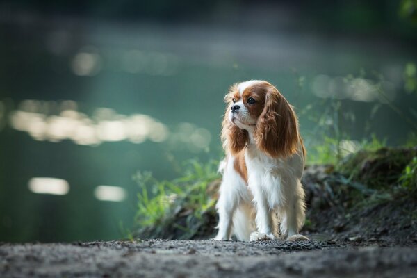 Mignon chien épagneul dans la nature