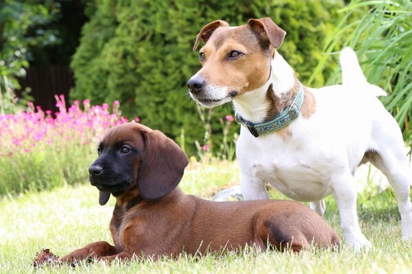 Zwei Hunde verschiedener Rassen auf dem Rasen