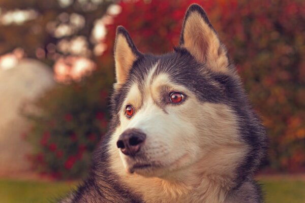 Husky avec un regard triste. Husky près