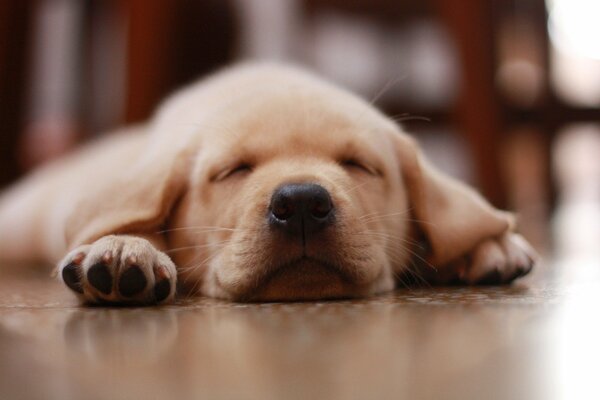 Pequeño cachorro durmiendo en el Suelo