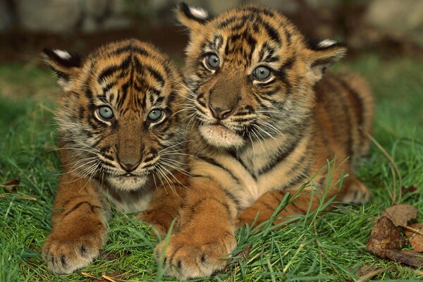 Little tiger cubs are sitting in an embrace