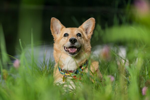 Welsh Corgi leżąca w zielonej trawie