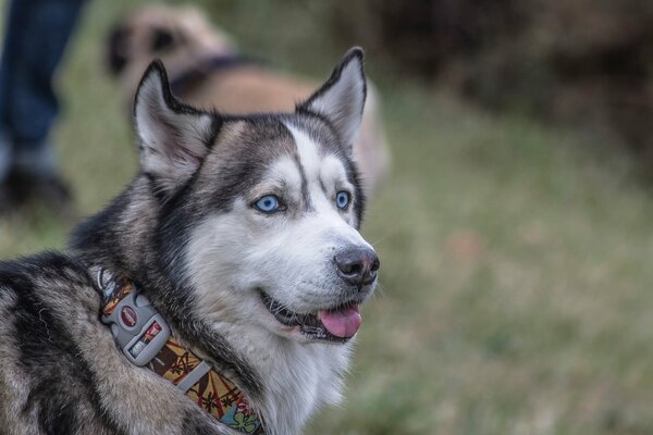 Carino husky con uno sguardo giocoso in un collare