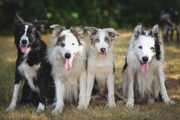 Vier schöne Hunde derselben Rasse