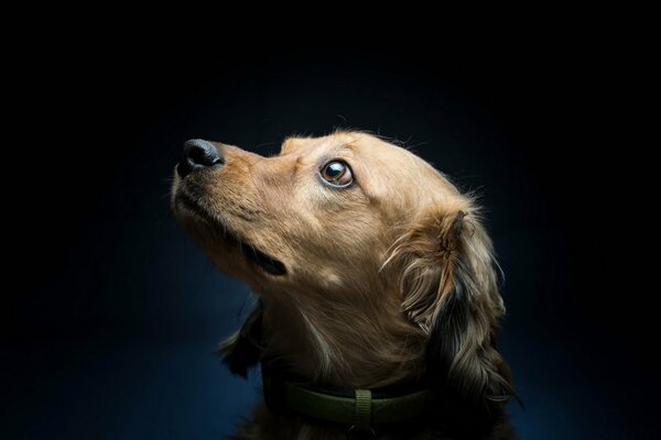 Muso di cane su sfondo nero