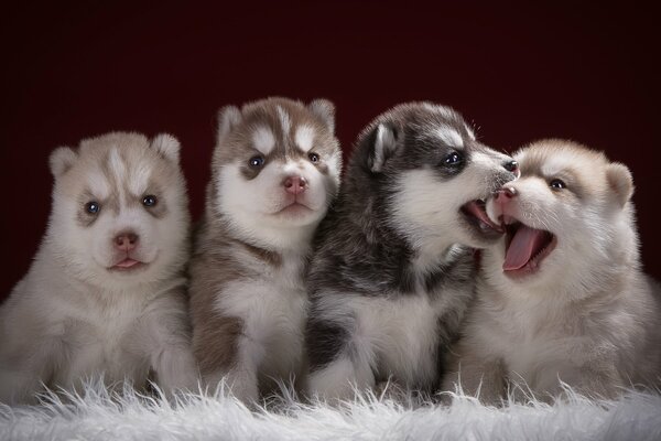 Funny quartet of husky puppies