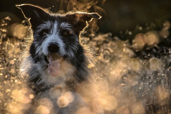 Photo cool d un chien dans un champ. Traitement photo