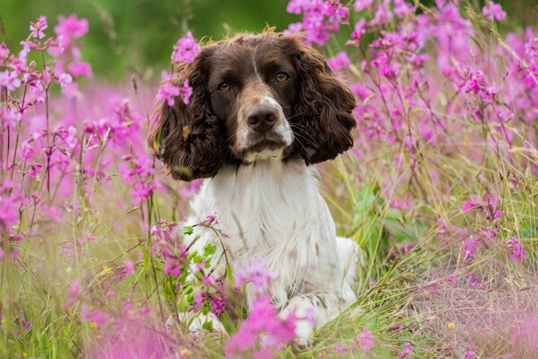 Certains chiens adorent les fleurs