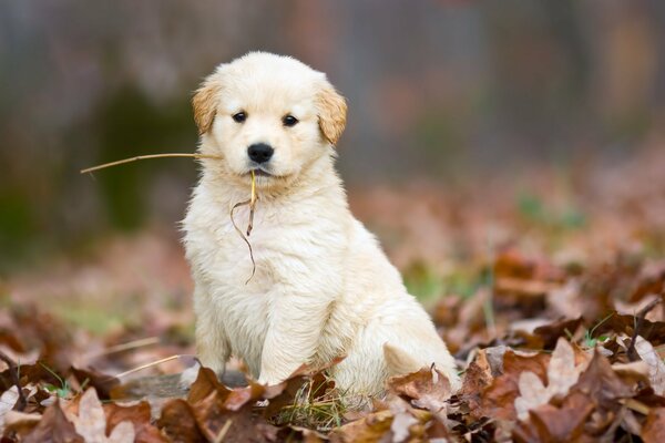 Un cachorro blanco entre las hojas de otoño sostiene una pajita en su boca