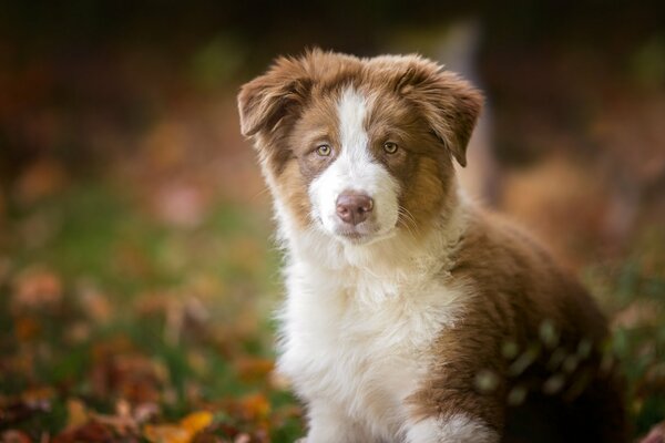 Lindo perrito de color blanco y rojo