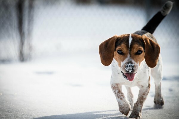 Passeggiata invernale del cane felice