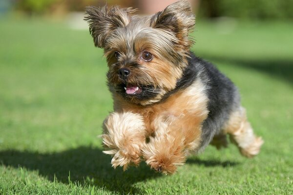 Yorkshire terrier runs on the lawn