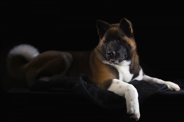 El guapo Akita americano se encuentra en un fondo oscuro