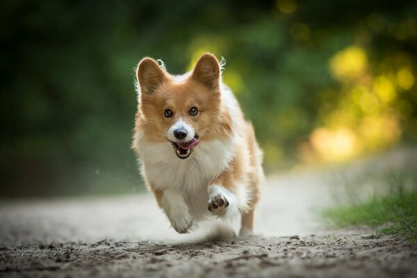 Veoš-Corgi corre alegremente por el camino