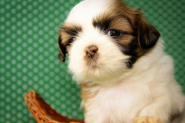 Cucciolo di Shih Tzu foto sfacciata Cool Baby