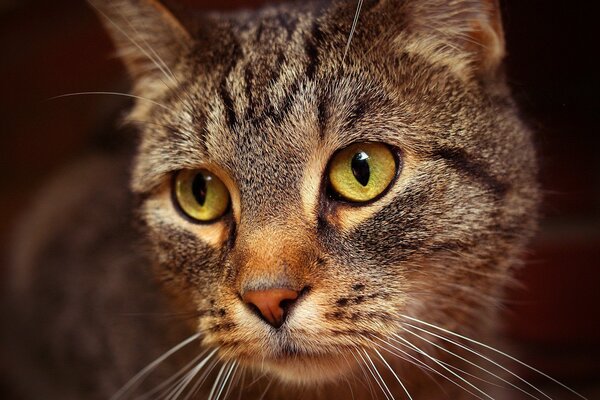 La mirada cansada y sabia de un gato