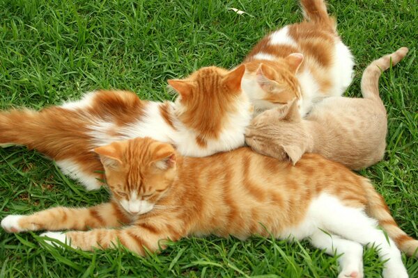 Red and white kittens sleeping on the grass