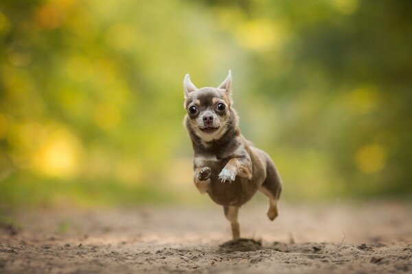 Chihuahua corre por la arena directamente a la cámara