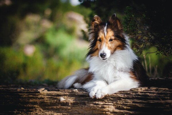 A beautiful dog is lying on a tree