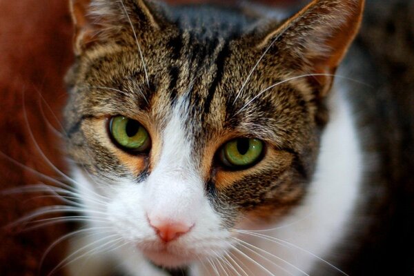 Museau de chat avec des taches blanches et des yeux verts