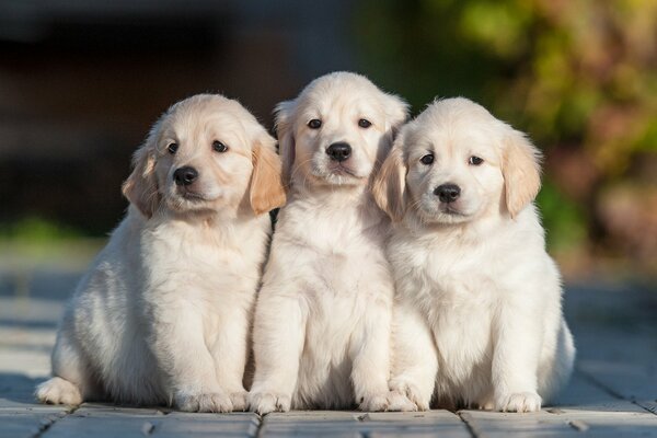 Tres pequeños cachorros peludos