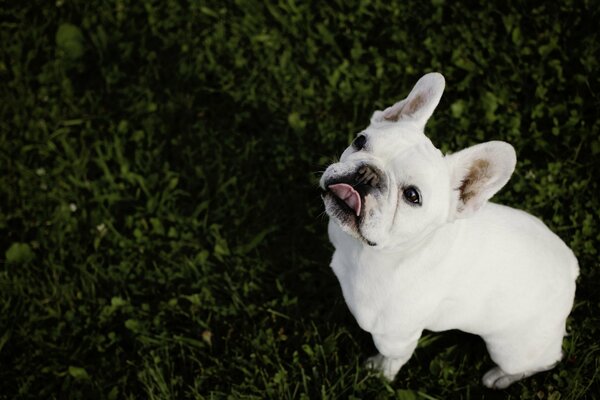 French bulldog sitting on the grass