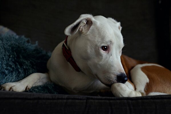 Wallpaper dog friend thoughtful look