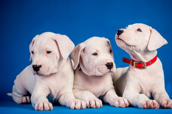 Three cute puppies on a blue background