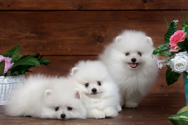 Cute fluffy pomeranians with flowers