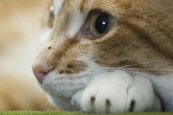 Boca de gato con ojos verdes