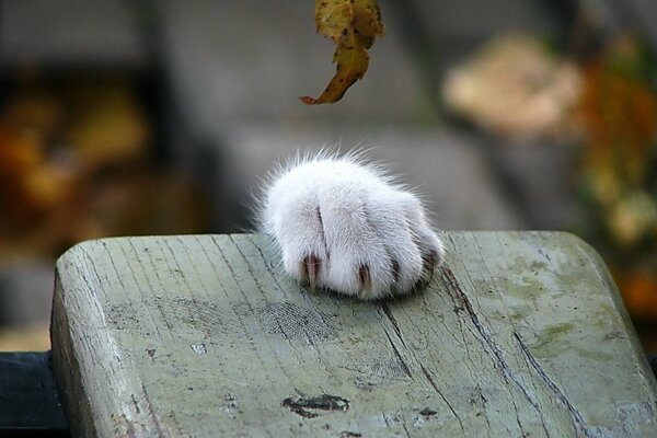 The cat s paw on the bench in autumn