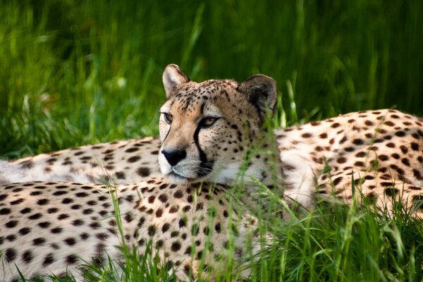 Guépards se trouvent dans l herbe verte