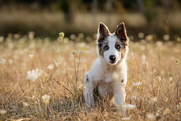 Chiot marche en été dans la Prairie