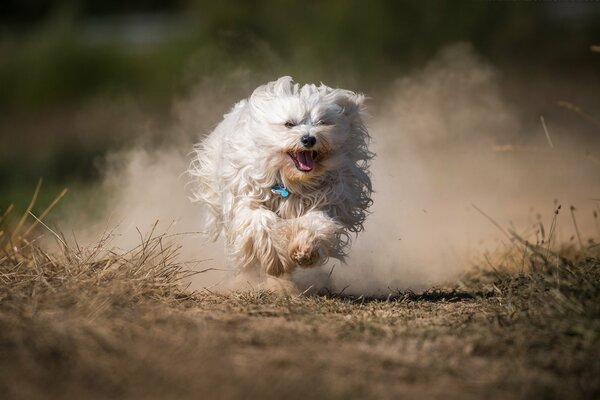 Chien Shaggy court et disperse la poussière