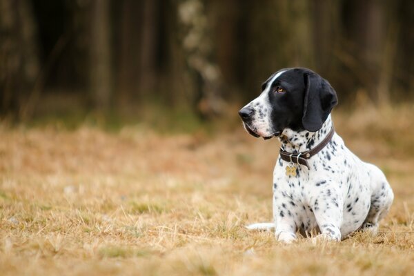 The dog is resting on the grass. A focused pet