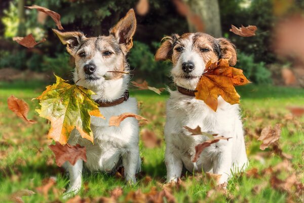 Two cute jack russells are playing in the leaves