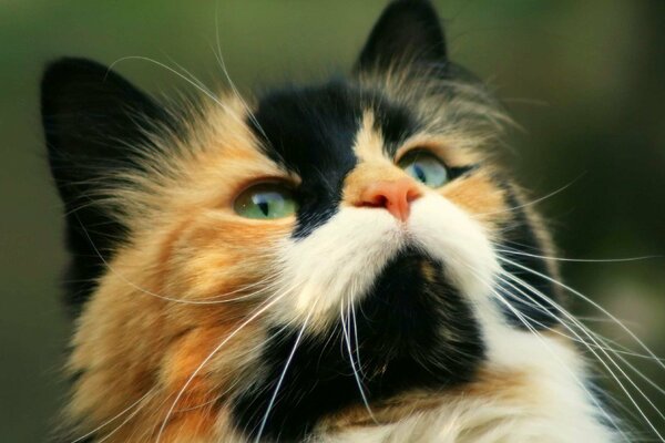 Gatto tricolore (rosso, bianco, nero)