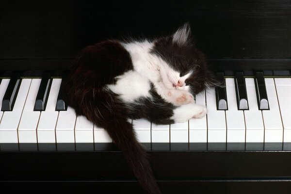 A black and white kitten sleeps on the piano keys