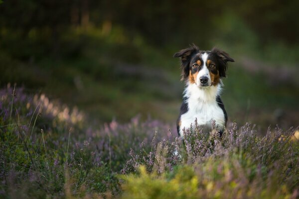 Black and white dog in the grass